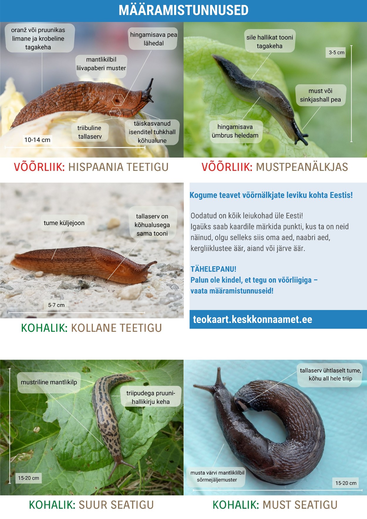 Võõrnälkjad Eestis määramistunnused