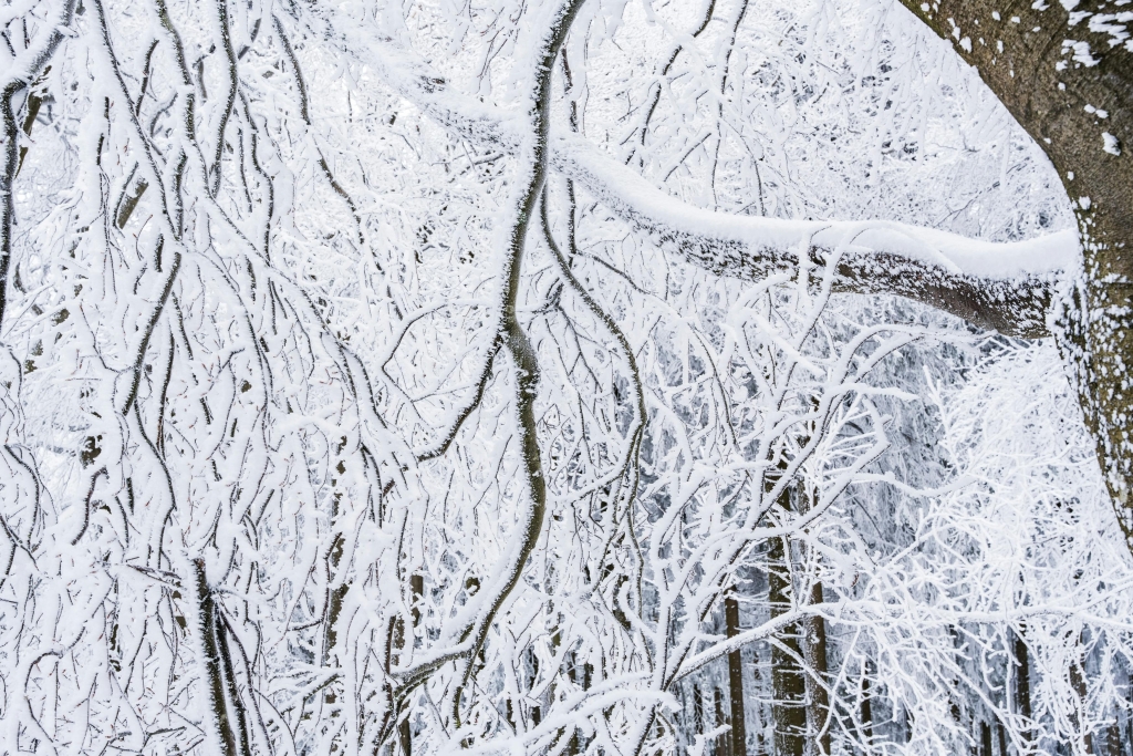 pexels-branches_masoodaslami-30131107.jpg